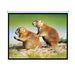 CDL Brateck 150 Projector Screen